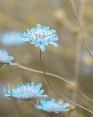 macro shot of a flower in Paris during summer