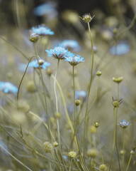macro shot of a flower in Paris during summer