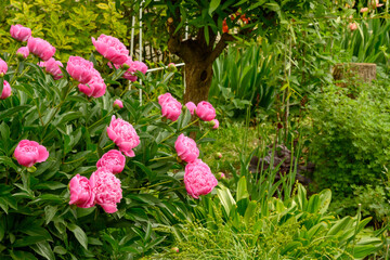 Pink peony flowers in the garden