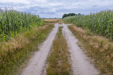 Fototapeta na wymiar Rural dust road among corn fields in Masovia region of Poland