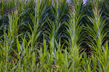 Obraz premium Close up on a corns on a field in a village in Masovia region of Poland