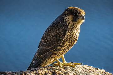 Juvenile peregrine falcon close up on Eucher hiking trail, in La Baie (Chicoutimi), Quebec (Canada)