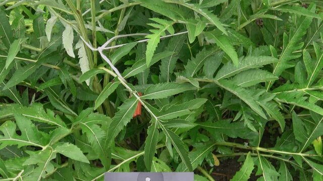 Levzeya saflorovidny or maral root (Rhaponticum carthamoides) wild Medicinal plant leafs. It is also called Siberian ginseng