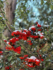 red berries on a tree