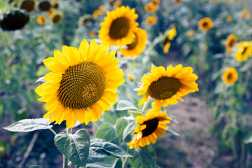 Sunflower Field on Sunny Day