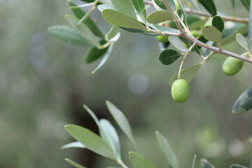 Fototapeta premium Sirmione Italy August 2021 green olives hanging from the olive tree in the grove in beautiful Mediterranean weather 