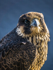 Juvenile peregrine falcon close up on Eucher hiking trail, in La Baie (Chicoutimi), Quebec (Canada)