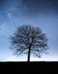 Fototapeta na wymiar Sterne hinter dem Baum