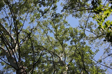 leaves against blue sky