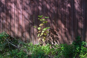 A young rowan tree near a wooden fence