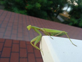 green praying mantis