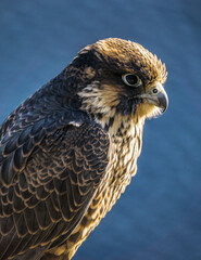 Juvenile peregrine falcon close up on Eucher hiking trail, in La Baie (Chicoutimi), Quebec (Canada)