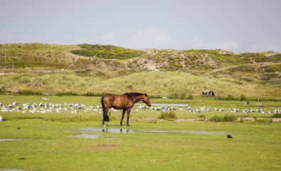 Pferd Feld Gras Bauernhof Tier