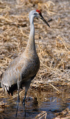 Sandhill crane along a river 