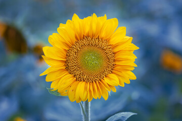 Isolated Sunflower on Sunny Day