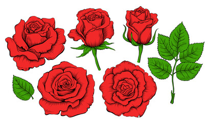 Colored hand drawing set of roses. Engraving elements of rose flowers. Vector illustration isolated on the white background - 451992547