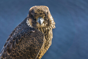 Juvenile peregrine falcon close up on Eucher hiking trail, in La Baie (Chicoutimi), Quebec (Canada)