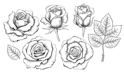 Hand drawing set of roses. Engraving elements of rose flowers. Vector illustration isolated on the white background
