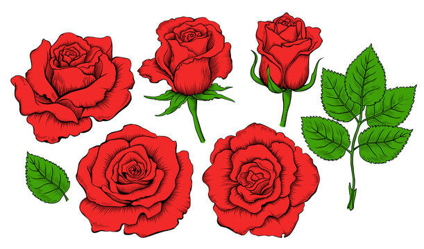Colored hand drawing set of roses. Engraving elements of rose flowers. Vector illustration isolated on the white background