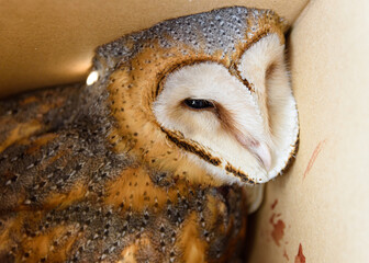 Barn owl (Tyto alba) collected in a box just hit by a vehicle and taken to the vet
