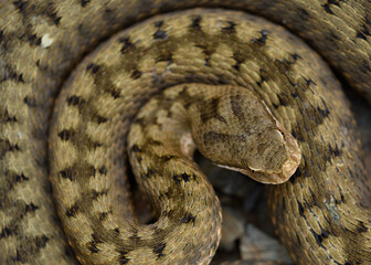 Cenital shot Asp viper (Vipera aspis) in nature