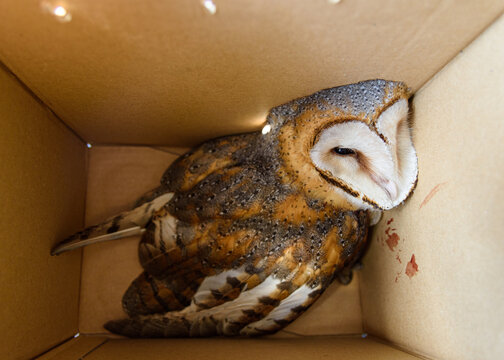 Barn owl (Tyto alba) collected in a box just hit by a vehicle and taken to the vet