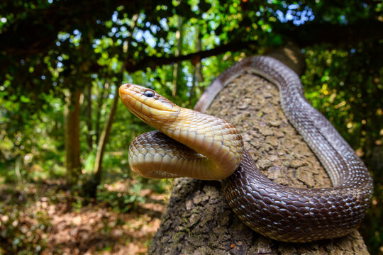 Wide angle of Aesculapian snake (Zamenis longissimus)