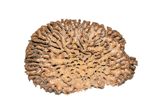 Image of termite nest and little termites on white background. Insect. Animal.
