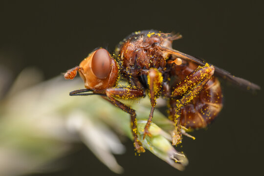 Sicus ferrugineus is a species of fly from the genus Sicus in the family Conopidae