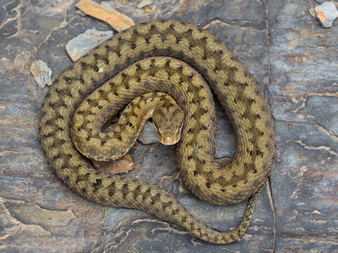Cenital shot Asp viper (Vipera aspis) in nature