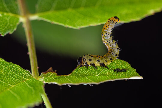 false caterpillar of the rose bush (Arge rosae)