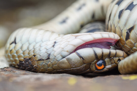 Mediterranean grass snake (Natrix astreptophora) thanatosis