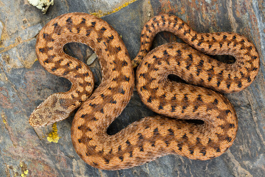 Orange Asp viper (Vipera aspis zinnikeri) cenital shot