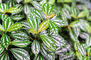 A large green leaf of a FIG tree