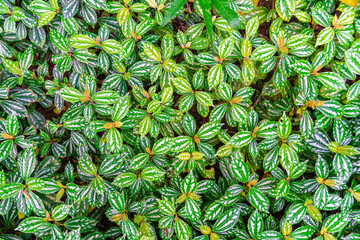 A large green leaf of a FIG tree