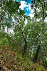 Fototapeta premium tree in the forest