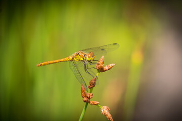 Greenish dragonfly on weed plant against green background
