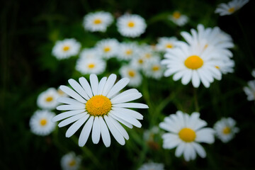 Fototapeta premium Bright daisy flowers against dark background