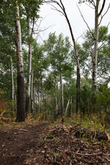 trees in the forest