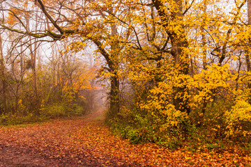Fototapeta na wymiar Weg in einem Herbstwald