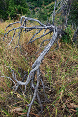 old bicycle in the forest