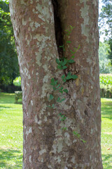plant growing in plane tree hollow for synergy and biodiversity