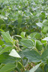 organic soya bean plants and flowers for natural carbohydrates, France