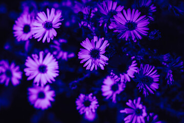 Neon flowers background.