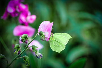 Brimstone butterfly on pink flower against green background