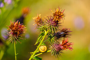 Yellow snail on thistle thorns