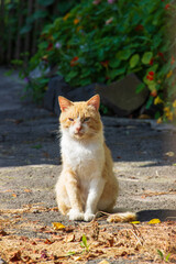 cat in the park. street cat white yellow color. White-yellow cat sitting in the yard. Cat robber with a black eye. One-eyed cat sitting in the yard. Red cat hut watching.