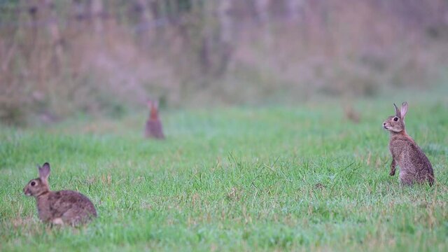 Rabbits sits on a meadow and watch curious, summer, august, (oryctolagus cuniculus) germany,