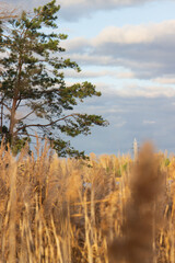 Evening landscape of the lake. Pines grow above the lake. Warm and soft colors of the sunset. Clouds hung over the lake. The reed stretches along the shore of the lake. Autumn sunset.
