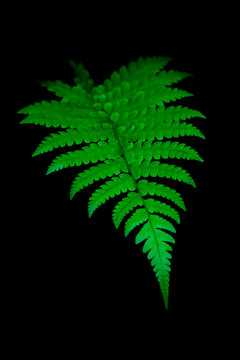fern leaf foliage isolated on black, green tropical background, natural wallpaper or backdrop for design,closeup view in shallow depth of field